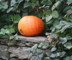 fall+image[1]