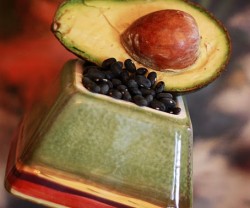 avocado[1]