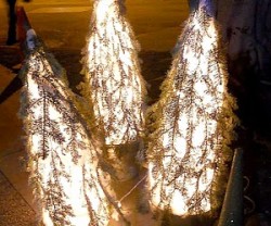 lighted+trees[1]