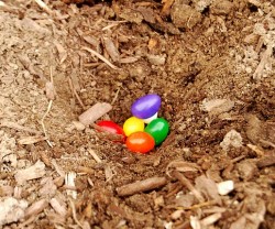 jelly+bean+easter+idea[1]