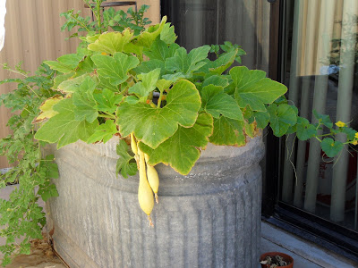 concrete planter