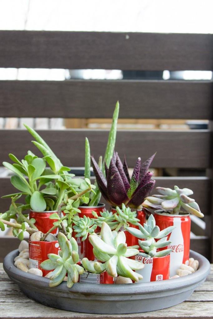 coke-can-succulent-garden-30-700x1050