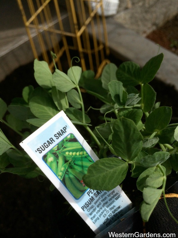 Planting Spring Flowers 5