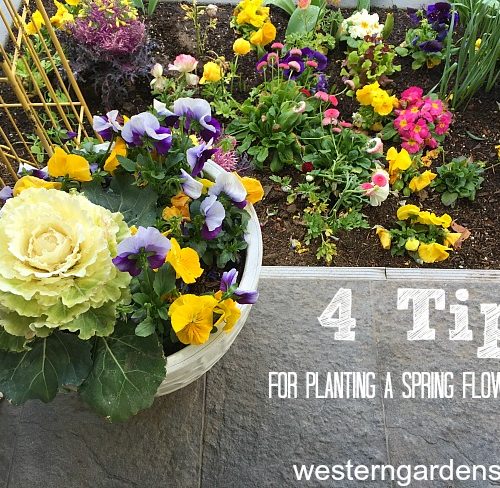 spring flower bed tips