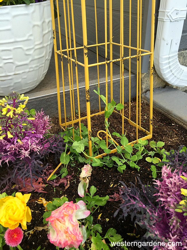 sweet peas climbing on a trellis