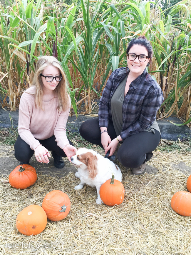 Peanuts pumpkin patch 