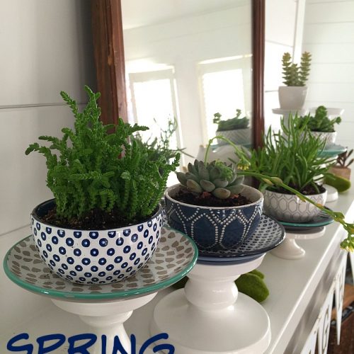 spring succulent mantel