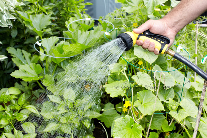 Hand of man with hose watering vegetables garden.