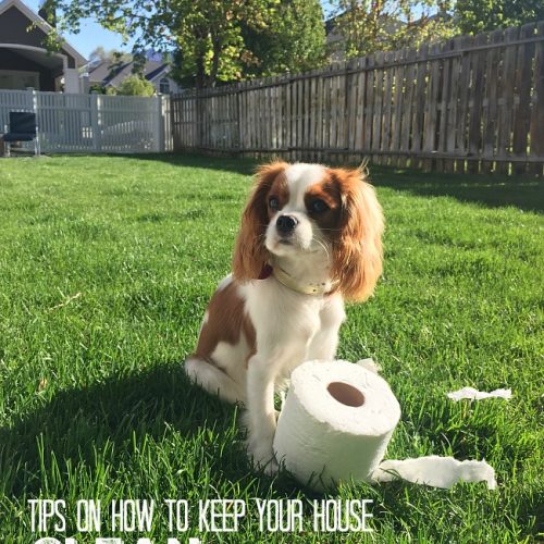 How to keep your house clean with a dog