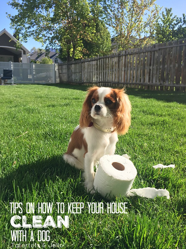 Our Puppy and Keeping Your House Clean with a dog!