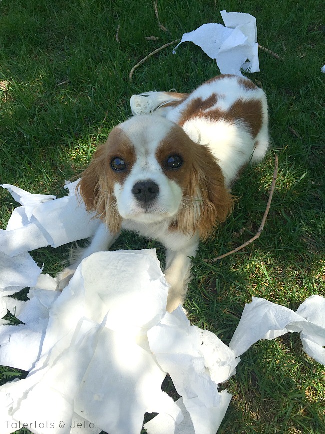 how to keep your house clean with a dog 