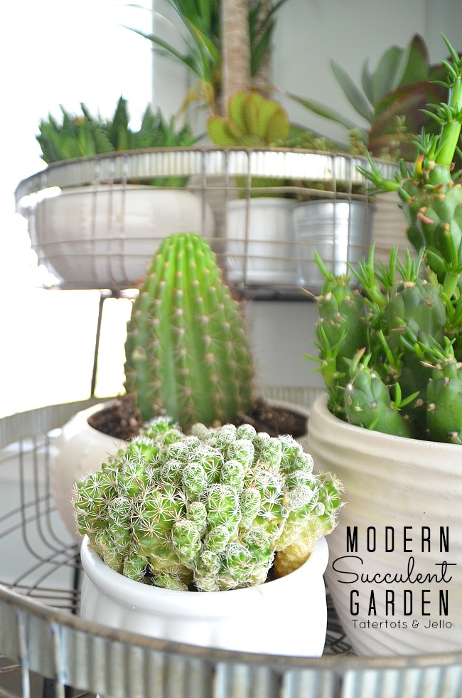 Modern Farmhouse Succulent Garden