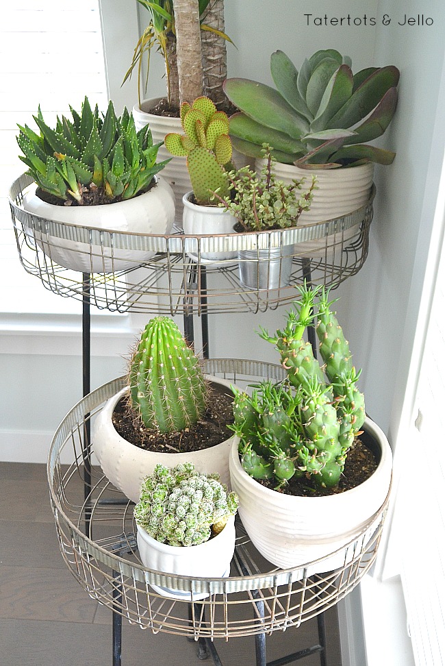 modern ways to display succulents