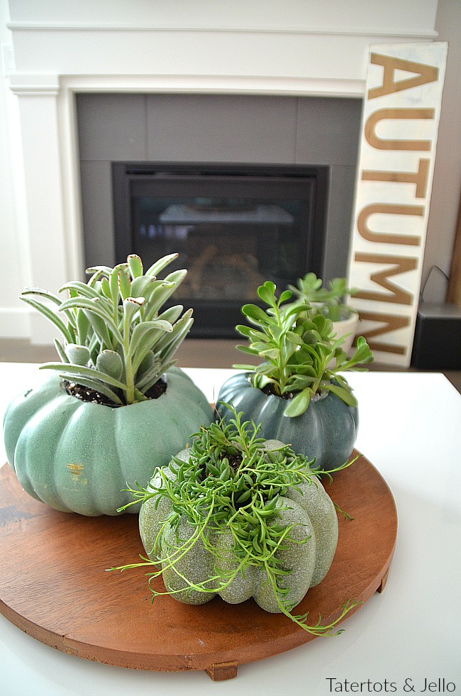 succulent pumpkin planters 