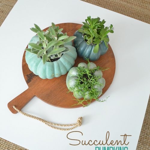 succulent pumpkins for autumn