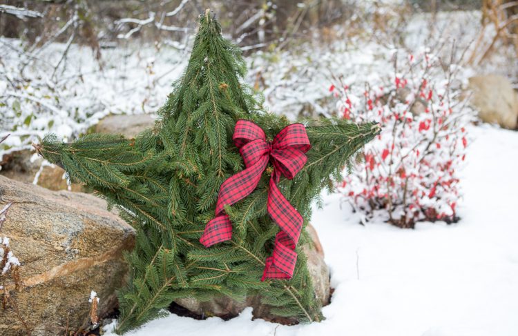 DIY Evergreen Christmas Star. Find out how to make this star for less than $4. It's beautiful inside or outside for Christmas!