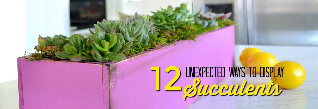 12 ways to display succulents. 