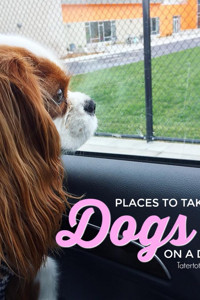 Puppaccino Playdates – Places to Take Your Dog on a “Date”
