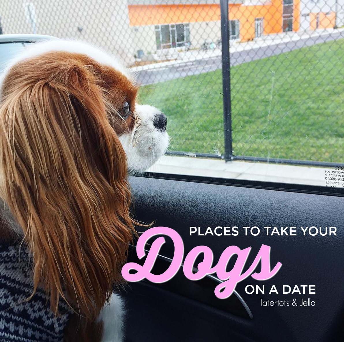 places to take your dog on a doggie date. Pet friendly restaurants.