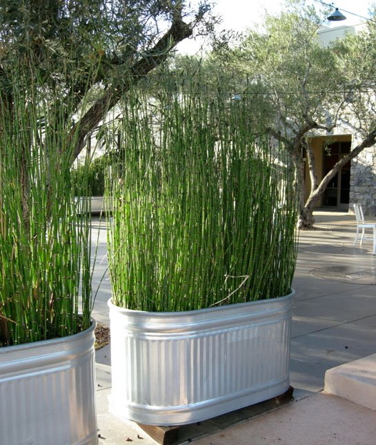 plant grass for easy privacy screen 