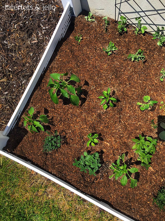 How to make a vinyl garden box in one morning without big tools. Have your hardware store make the big cuts and all you do is put it together. You just need a drill. 