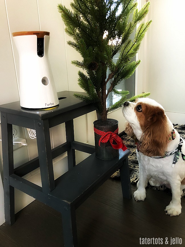 FURBO Dog Camera and Remote Feeder is the perfect gift for your favorite dog mom! 