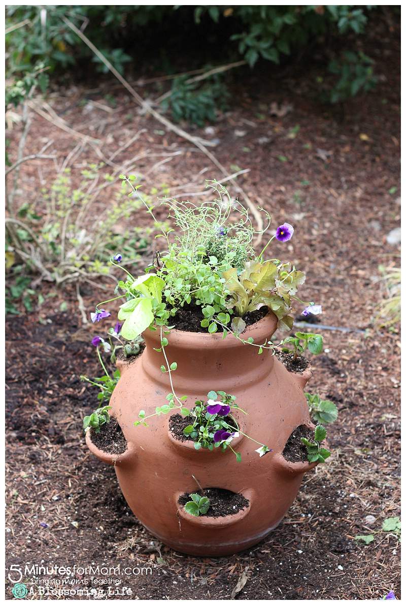 A terra cotta pot with openings for plants has been potted with edible plants like pansies and herbs growing out of the opening.