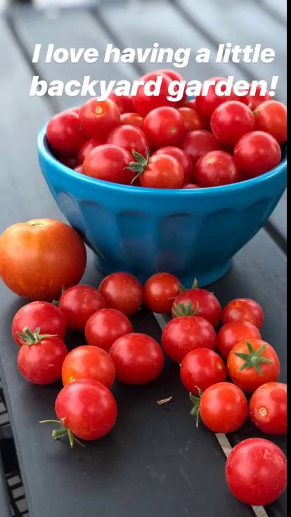 fresh tomatoes for summer salad 