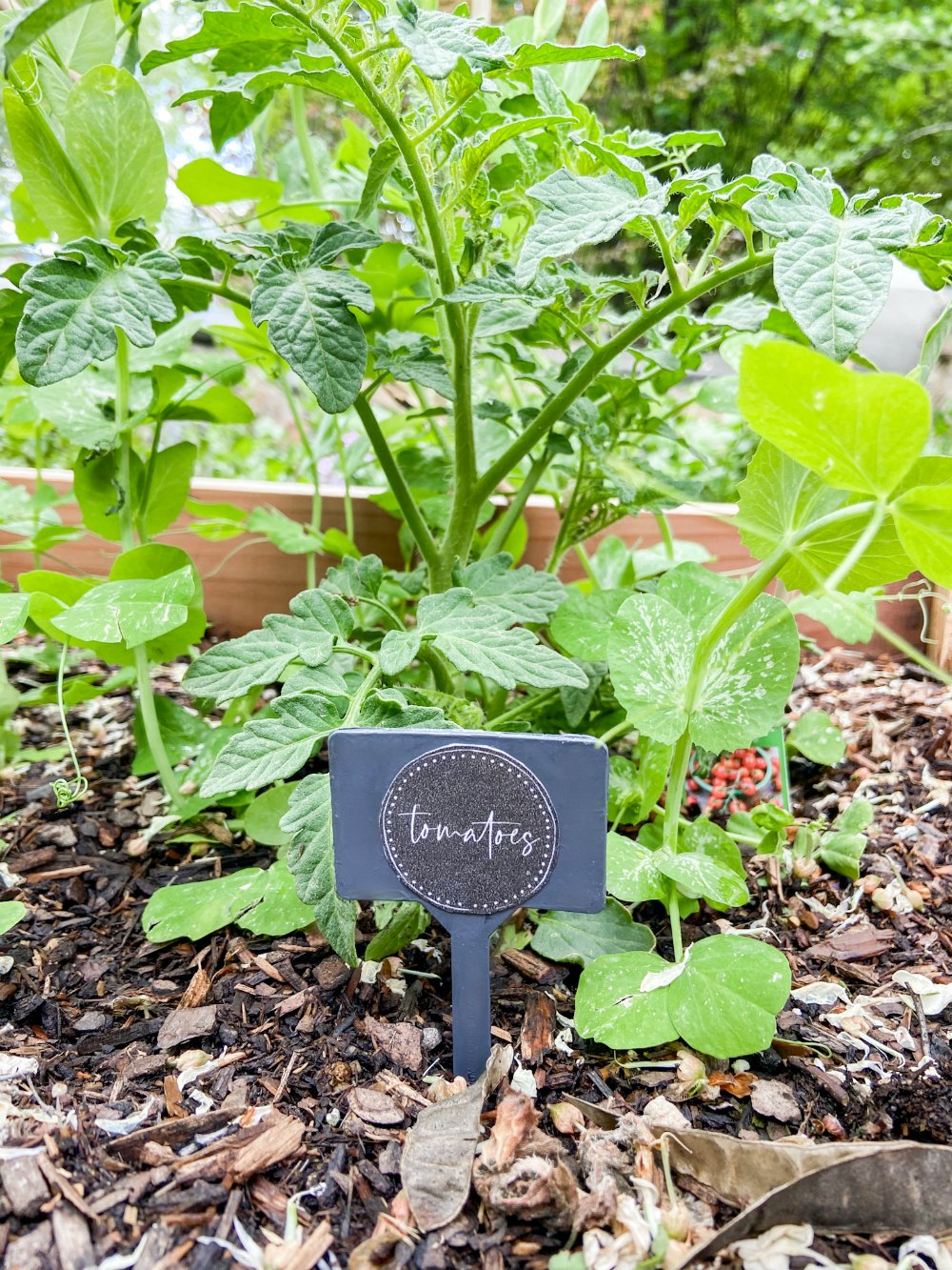 Printable Garden Plant Markers. Keep track of the plants in your garden with these DIY Garden Plant Markers with free printables that are the perfect size for Dollar Store stakes. 