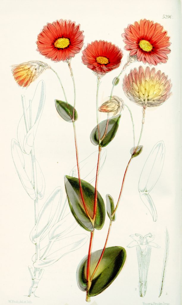 Free Vintage Botanical Print