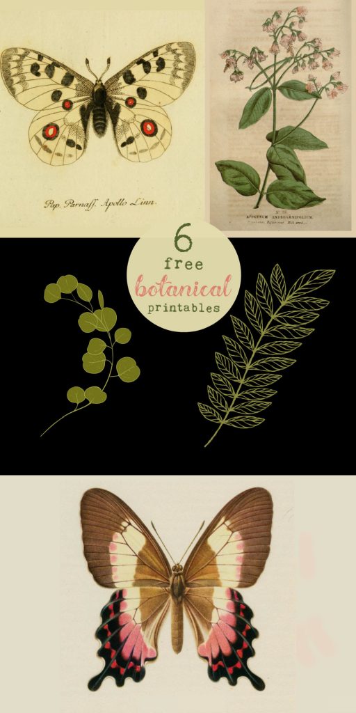 Botanical Art Focal Shelves with 6 free butterfly and botanical printables!
