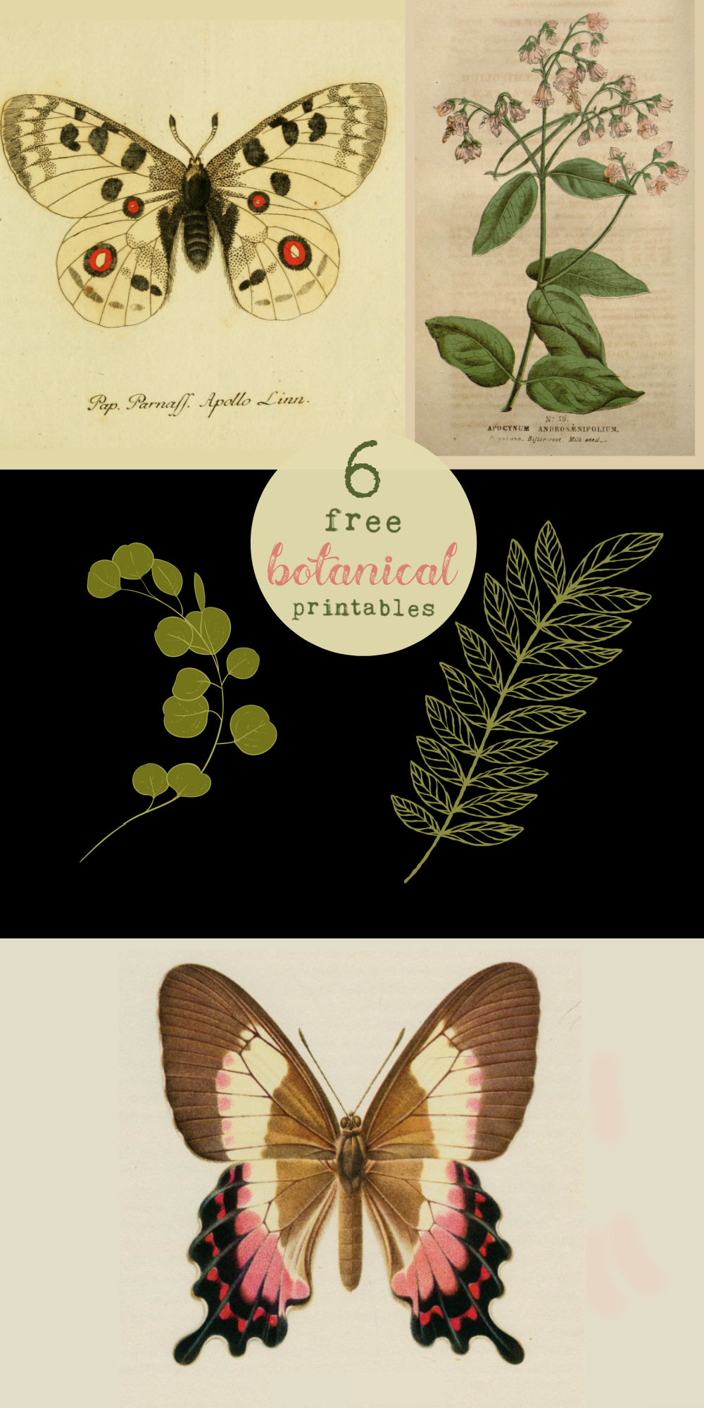Botanical Art Focal Shelves with 6 Free Printables. Celebrate Summer by creating a botanical focal wall with these 6 free printables! 