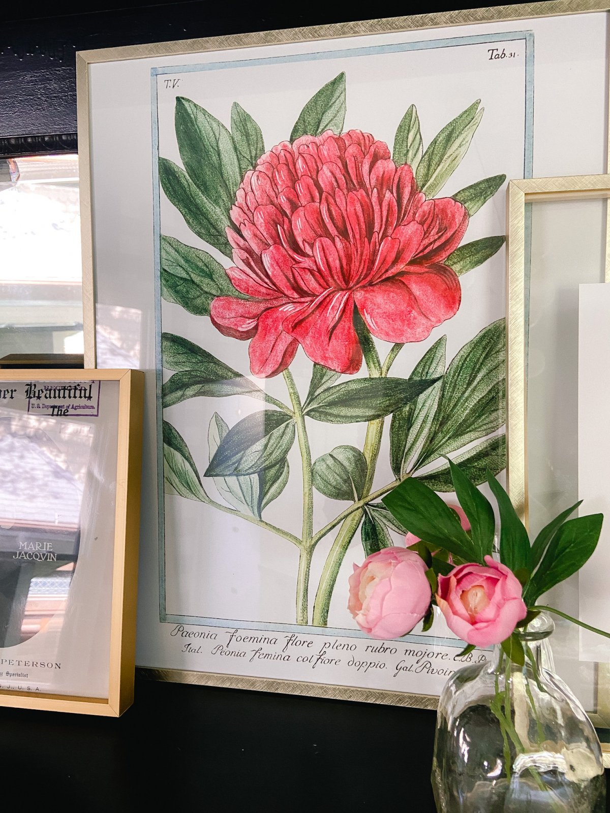 Three Free Vintage Peony Prints. Celebrate warm weather and peonies by printing off these prints and displaying them for instant summer decor. 