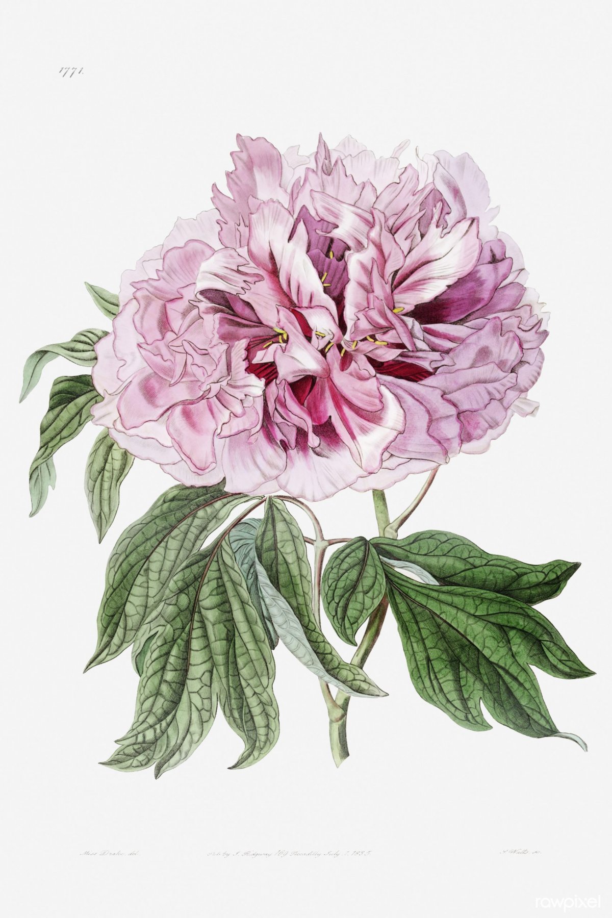 peony illustration free download