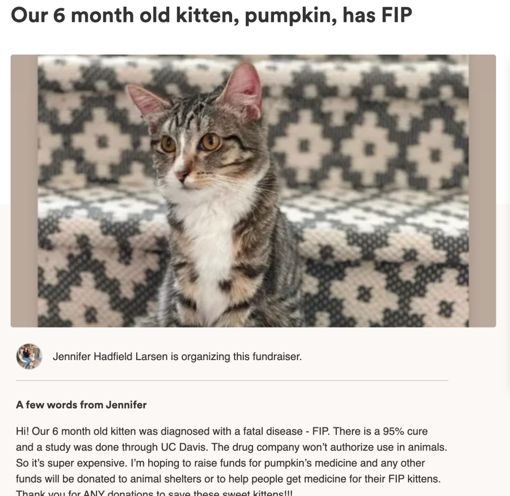 Saving My FIP Kitten. My kitten was diagnosed with the fatal FIP disease but there are options. Here's what we are doing to save her. 