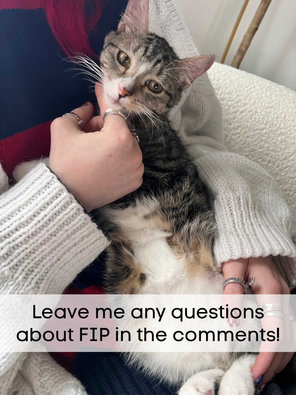 Saving My FIP Kitten. My kitten was diagnosed with the fatal FIP disease but there are options. Here's what we are doing to save her. 