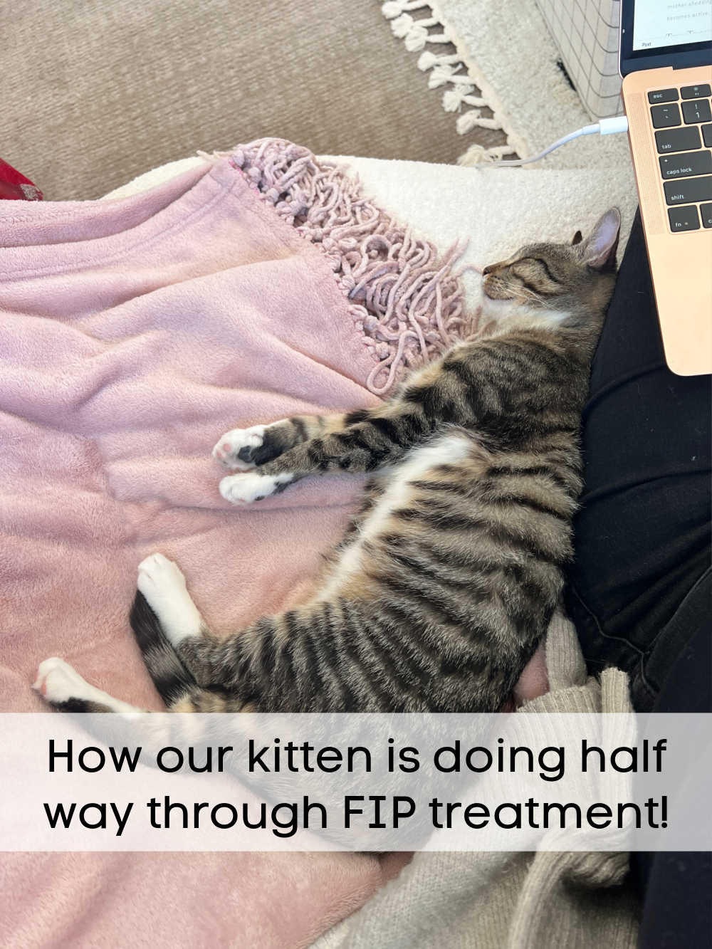 Saving My FIP Kitten. My kitten was diagnosed with the fatal FIP disease but there are options. Here's what we are doing to save her.