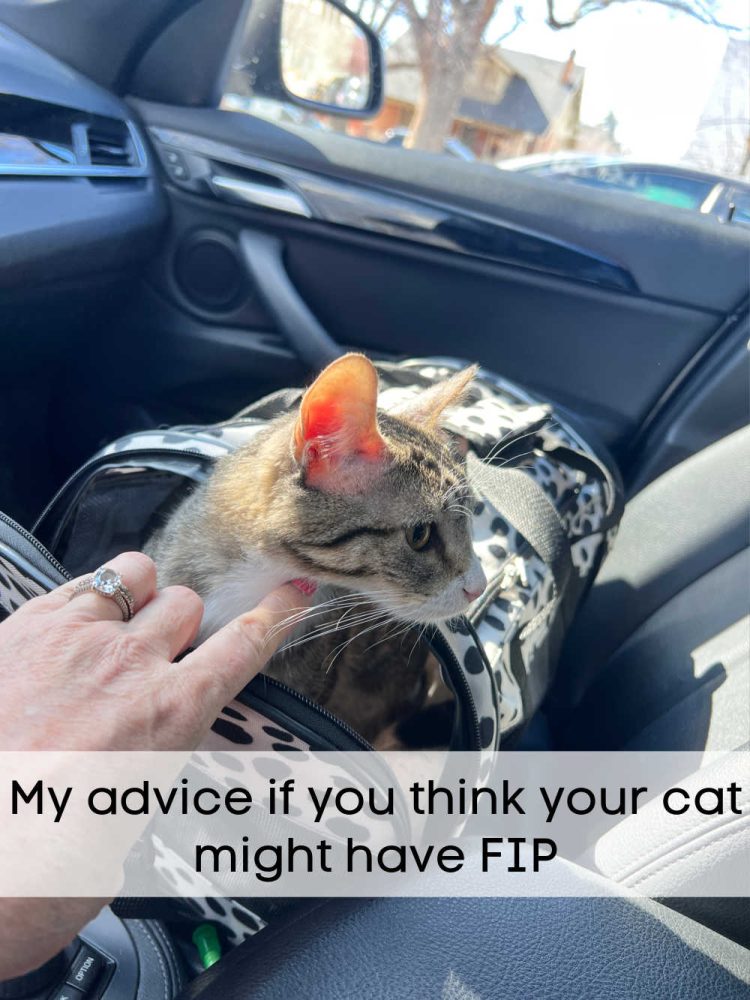 Saving My FIP Kitten there is a treatment to save FIP diagnosed cats!