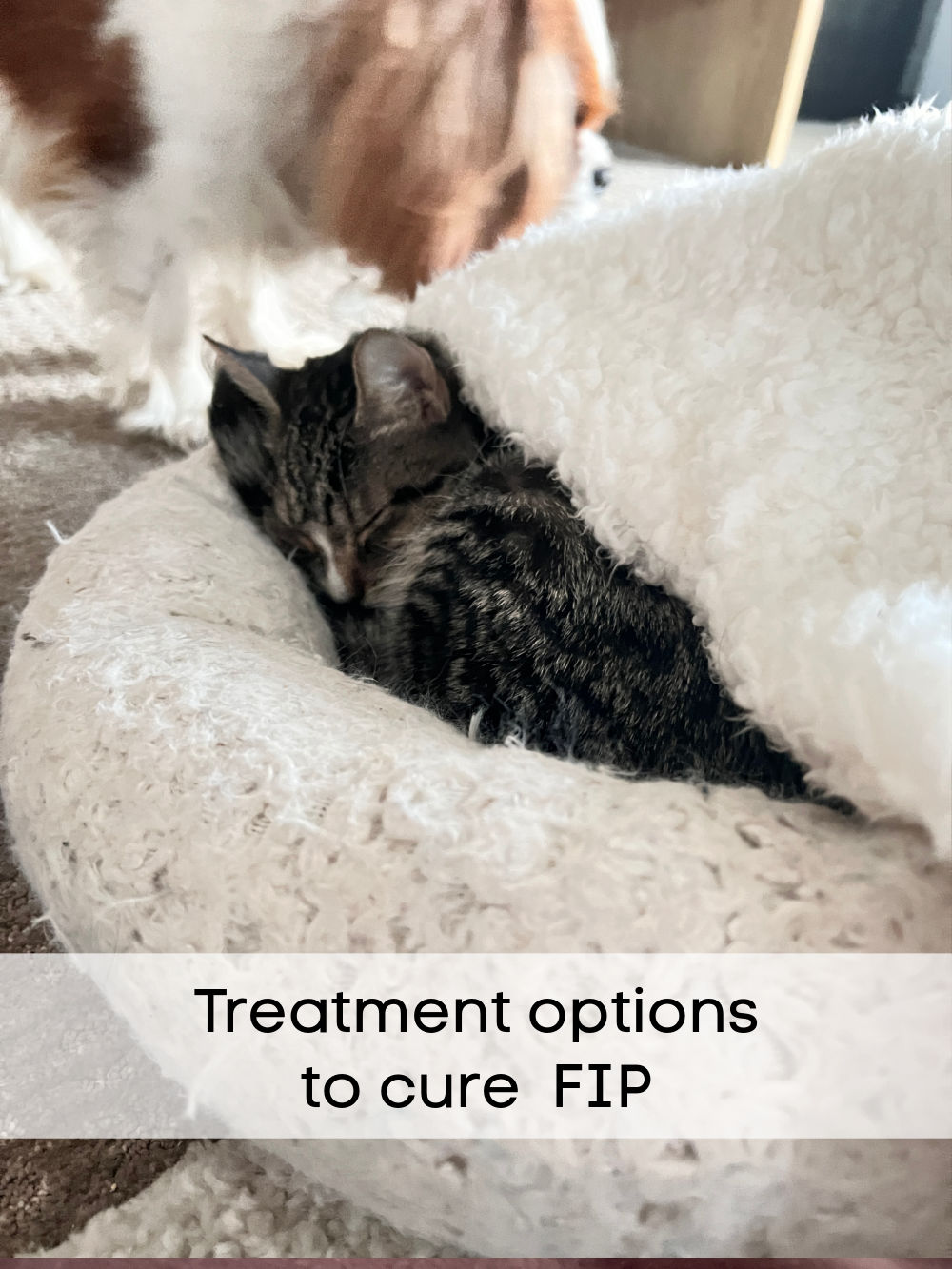 Saving My FIP Kitten. My kitten was diagnosed with the fatal FIP disease but there are options. Here's what we are doing to save her.