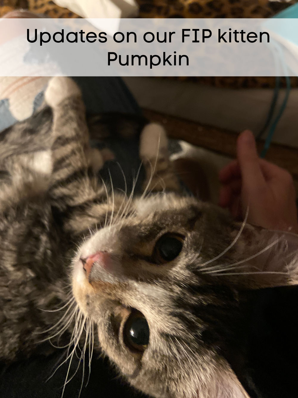 Saving My FIP Kitten. My kitten was diagnosed with the fatal FIP disease but there are options. Here's what we are doing to save her. 