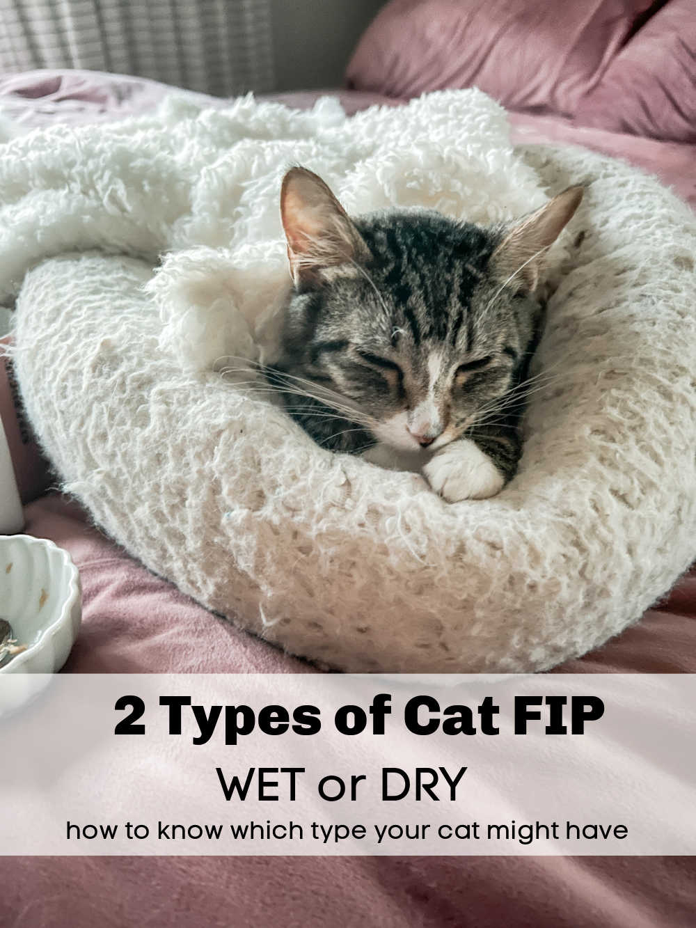 Saving My FIP Kitten. My kitten was diagnosed with the fatal FIP disease but there are options. Here's what we are doing to save her.