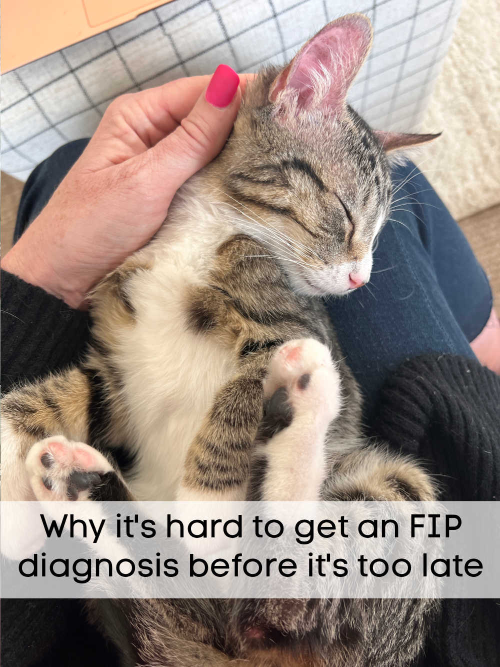 Saving My FIP Kitten. My kitten was diagnosed with the fatal FIP disease but there are options. Here's what we are doing to save her.