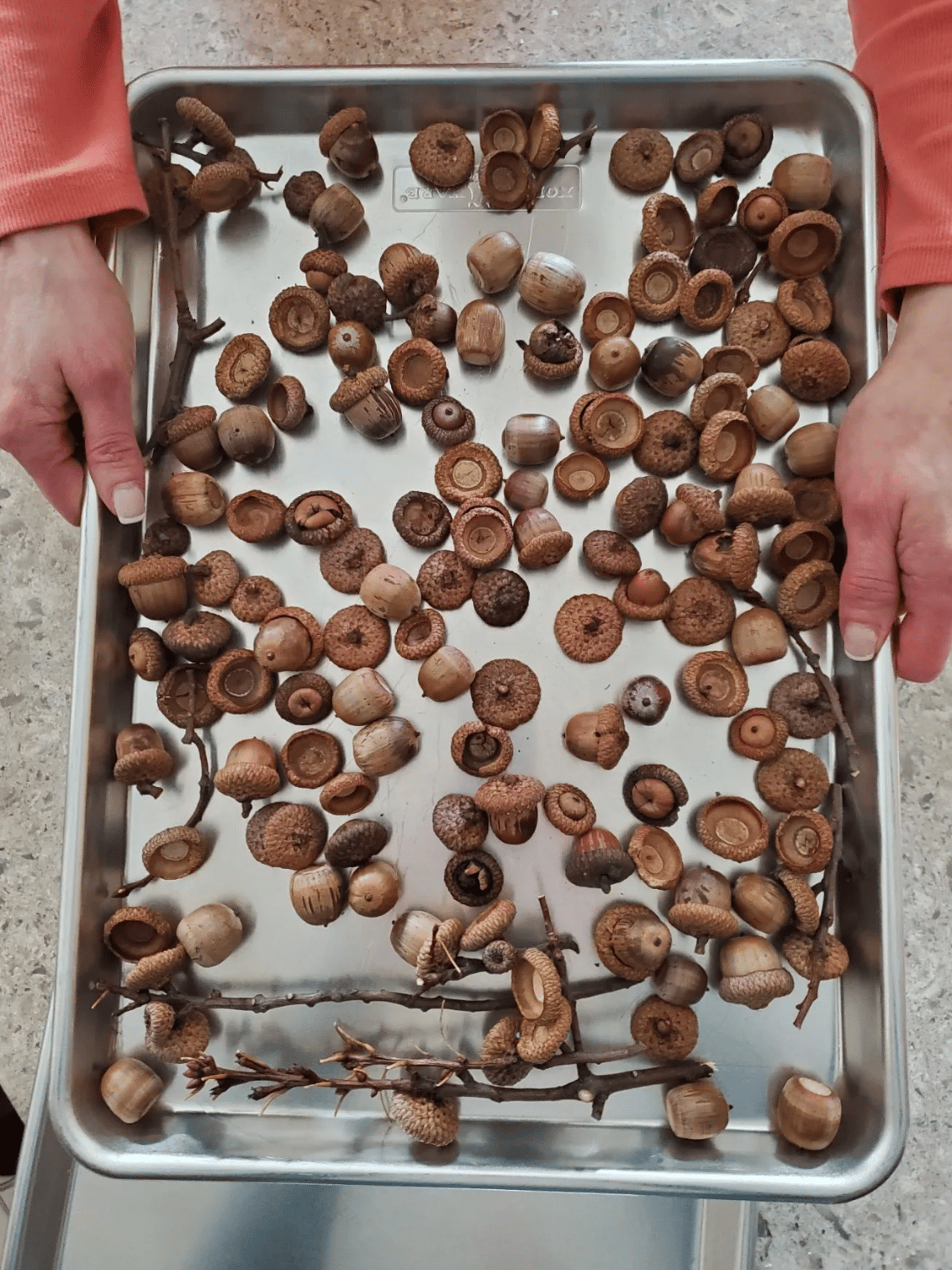 how to dry acorns 