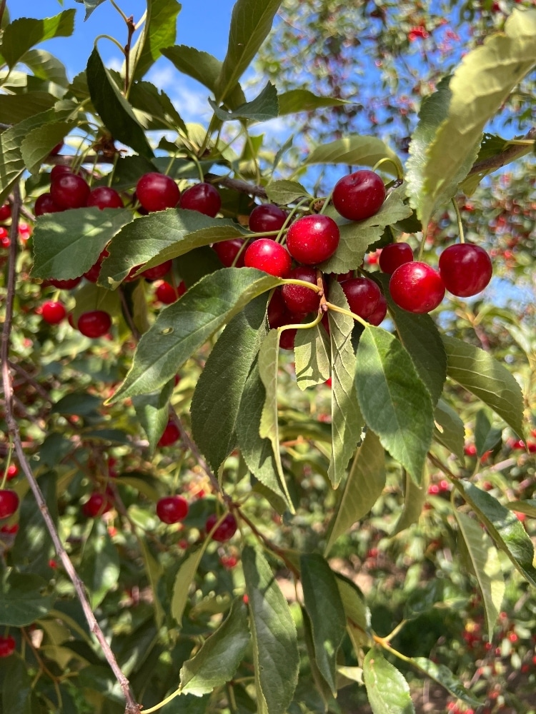 Utah Tart Cherries and an Easy Tart Cherry and Almond Galette Recipe. Harness the health benefits of tart cherries and create a gorgeous dessert in this rustic and delicious galette.