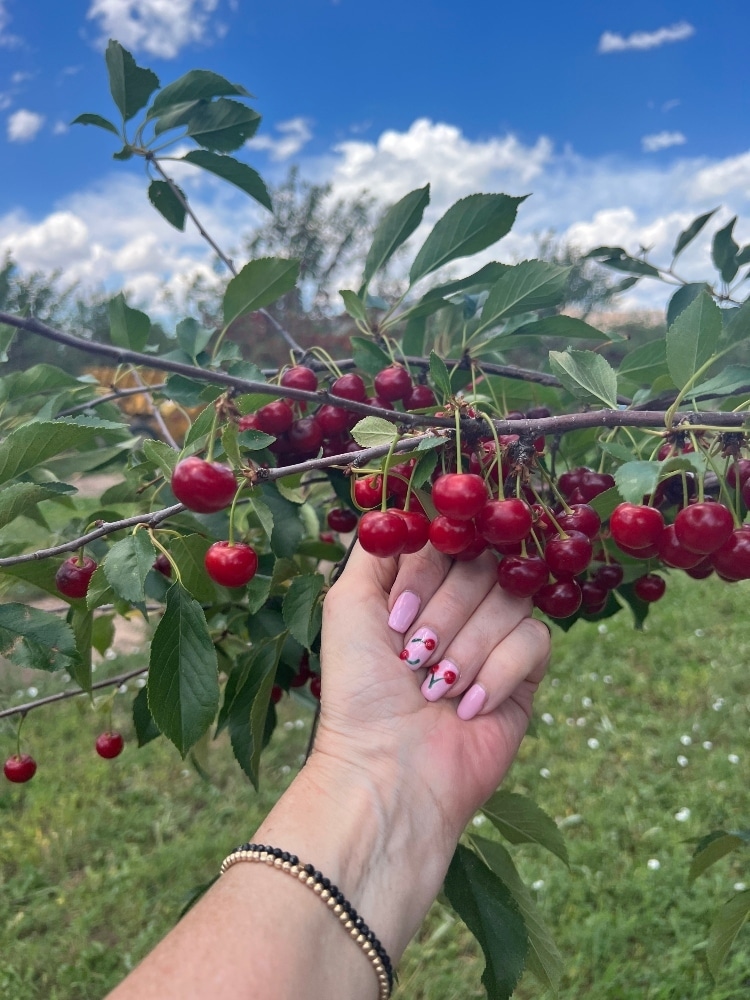 Utah Tart Cherries and an Easy Tart Cherry and Almond Galette Recipe. Harness the health benefits of tart cherries and create a gorgeous dessert in this rustic and delicious galette.